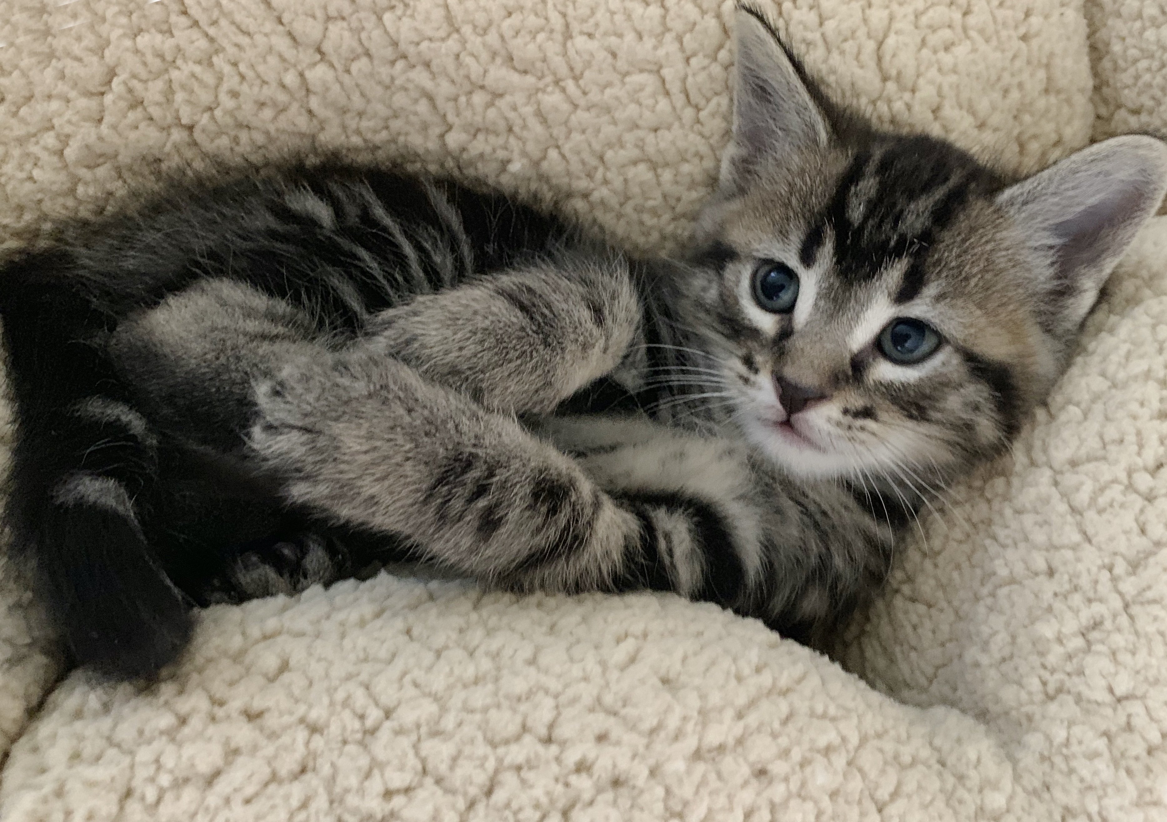 marble tabby kitten