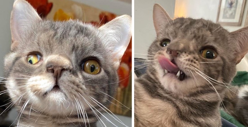 Kitten with Unusually Perfect Face is So Happy to Have Dream Home 