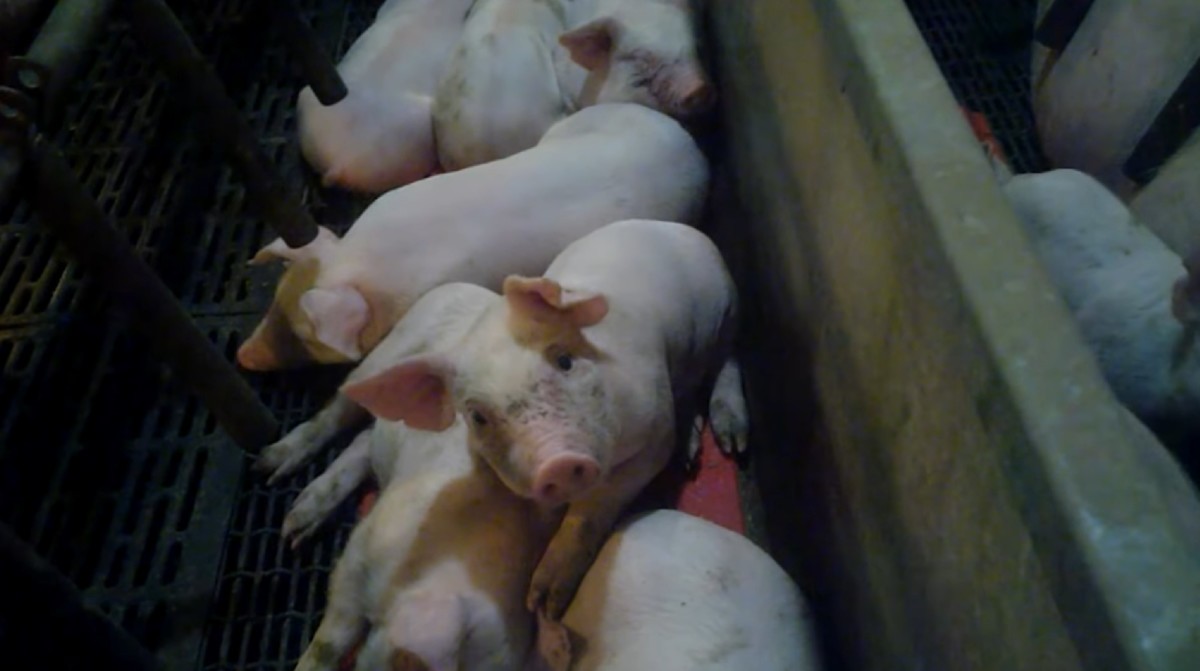 Watch: New Undercover Video Exposes Animal Abuse at US Supplier to World's Largest Meat Company Watch: New Undercover Video Exposes Animal Abuse at US Supplier to World's Largest Meat Company