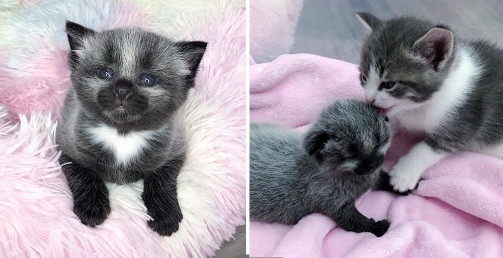 Hr Afskrække Lav et navn Kitten with Unusual Coat is Taken in By Cat Family After Being Found on  Sidewalk - Love Meow