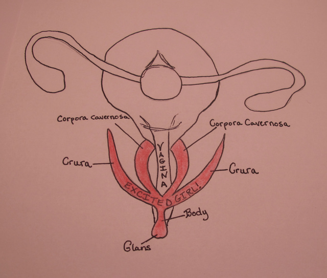 Until 2009, the human clitoris was an absolute mystery