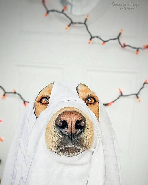 These Adorable Pups Are Dressed To Impress For Halloween