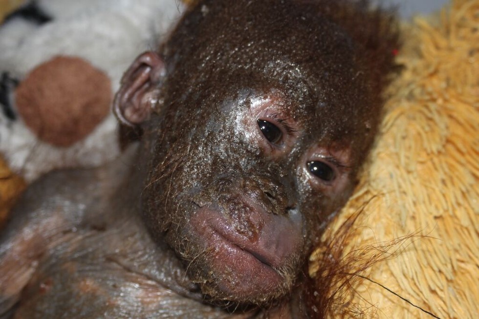  Mummified Baby  Orangutan Rescued From Cardboard Box