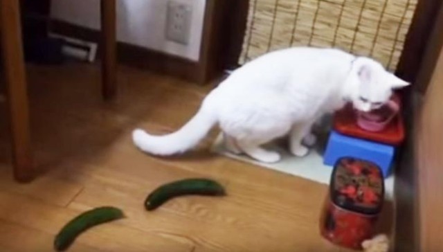 Why You Shouldnapost Scare Your Cat With a Cucumber Mental Floss