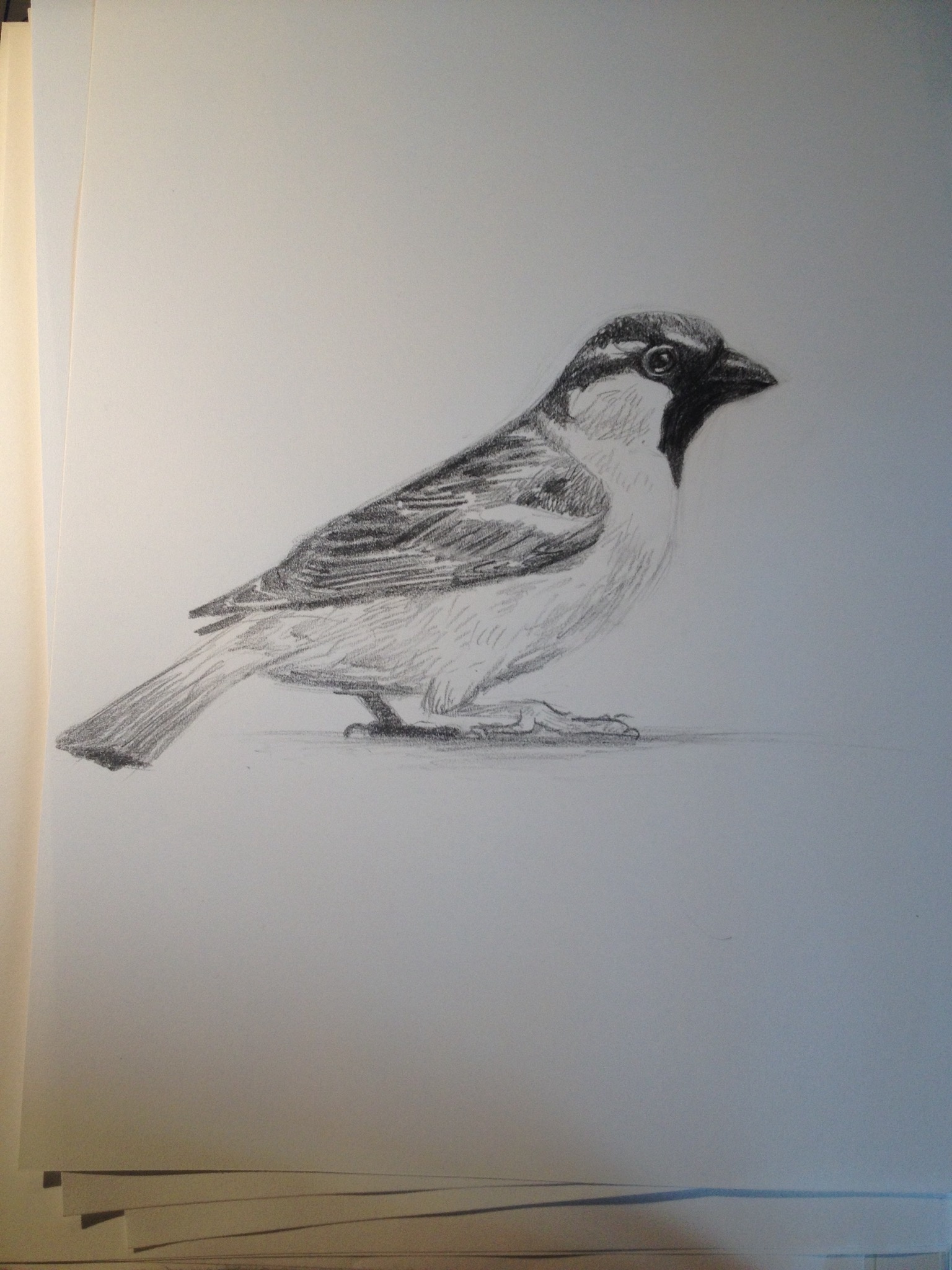 How to draw a bird | Bird | Bird pencil work | Photography | Small bird |  Pencil Shading | Sketching - YouTube