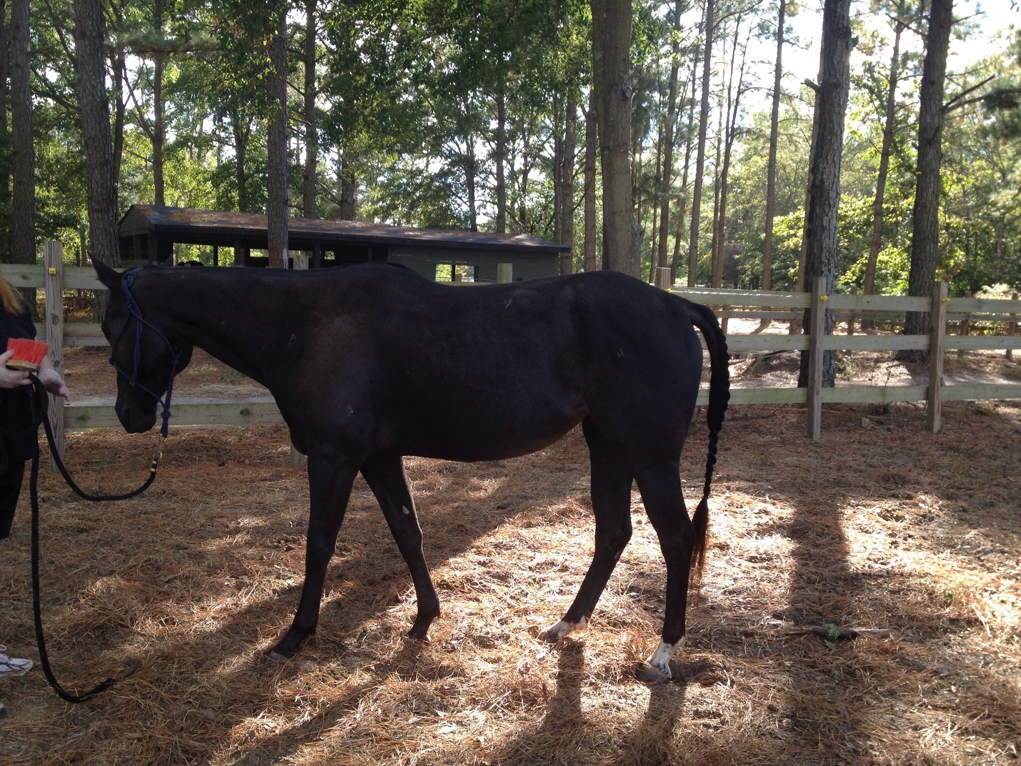 How to get a mat out of your horses hair with wd40 - B+C Guides