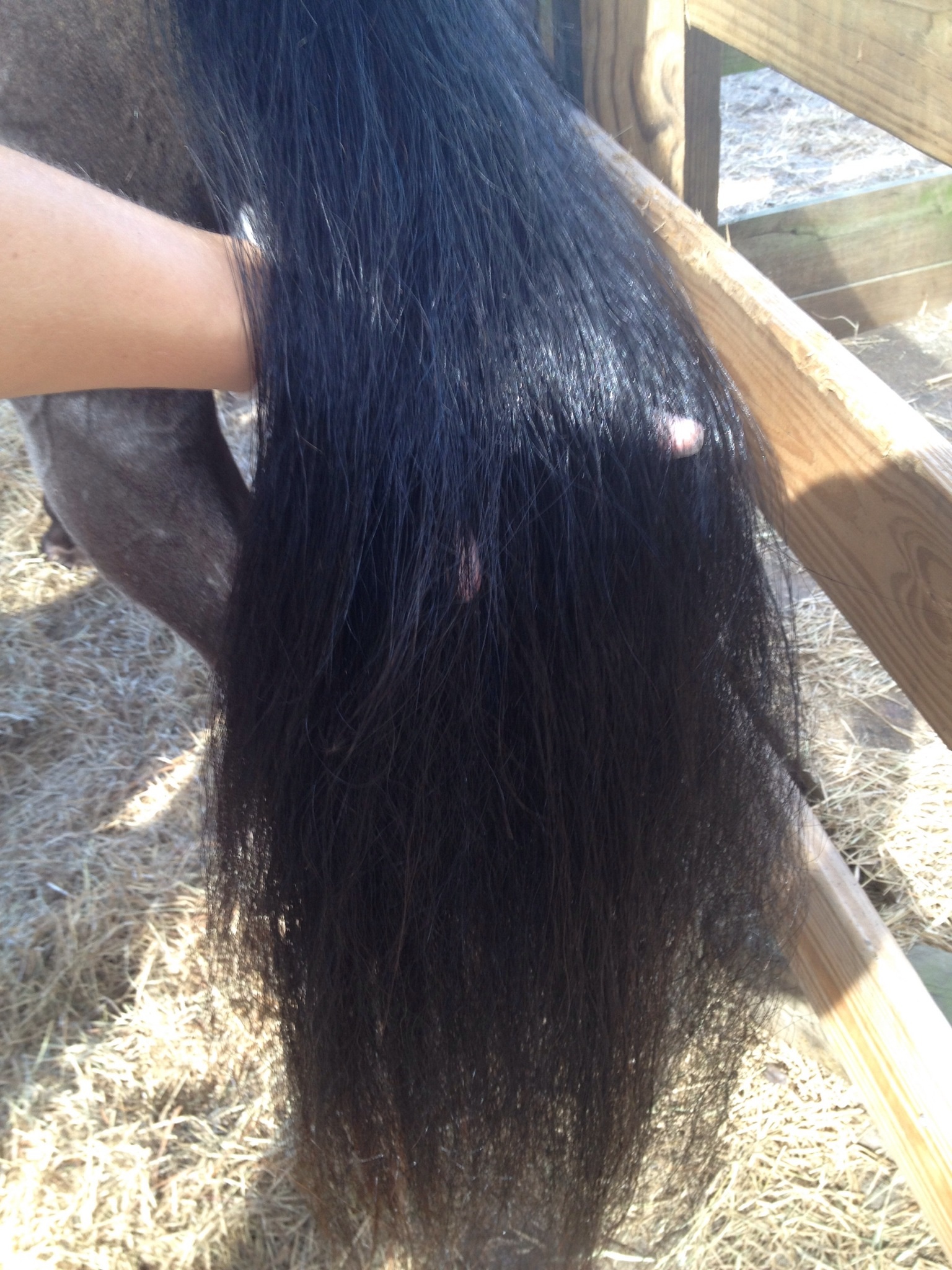 How to get a mat out of your horses hair with wd40 - B+C Guides