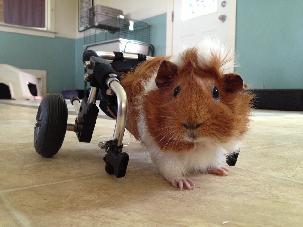 Everyone Came Together To Help This Abused Guinea Pig Walk Again