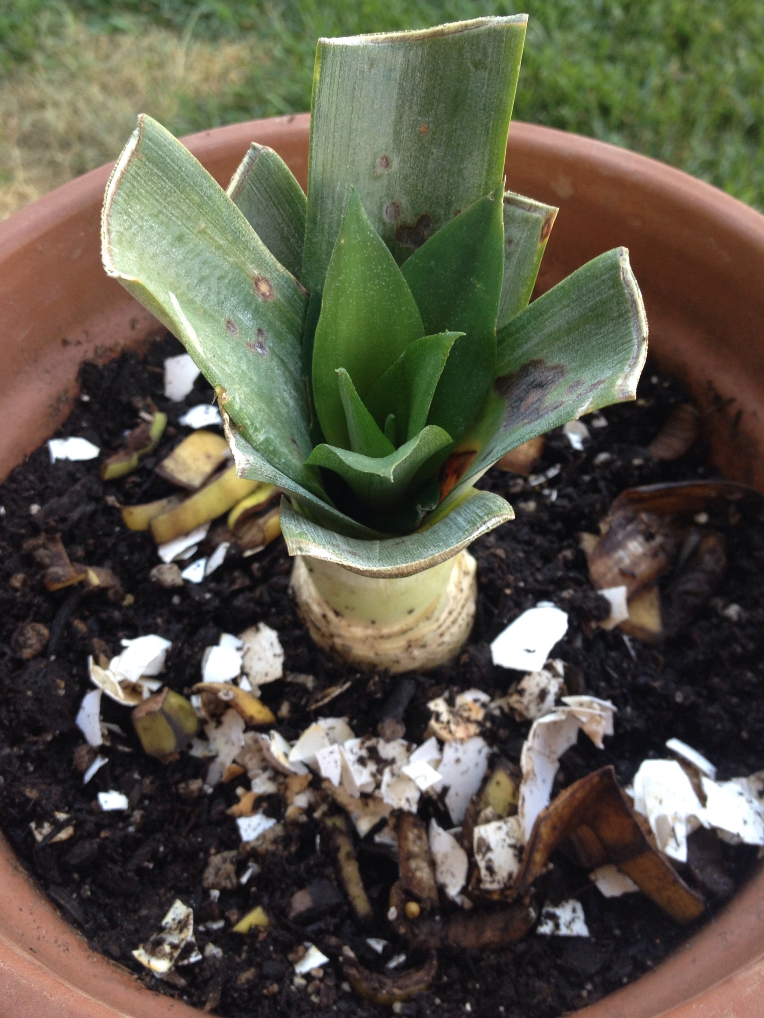 How to grow a pineapple - B+C Guides