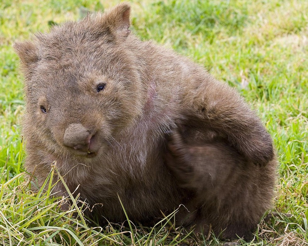 6 Reasons Wombats Are Exceptionally Cool Creatures