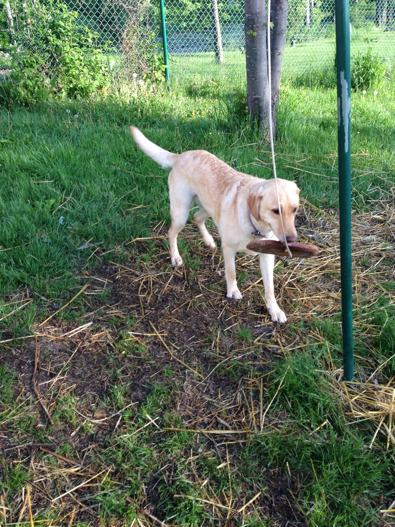 Tetherball pole for shop dogs