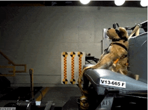 Dog seatbelt harness crash test