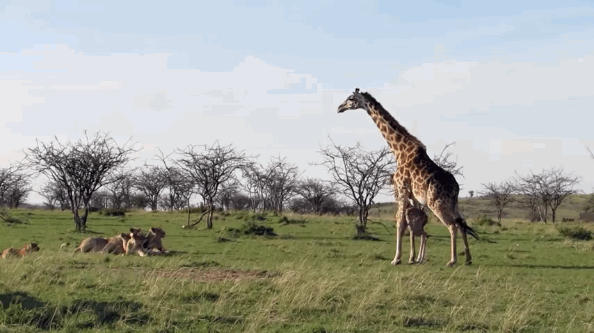 6 Heroic Animal Mothers Who Save Their Babies From Predators