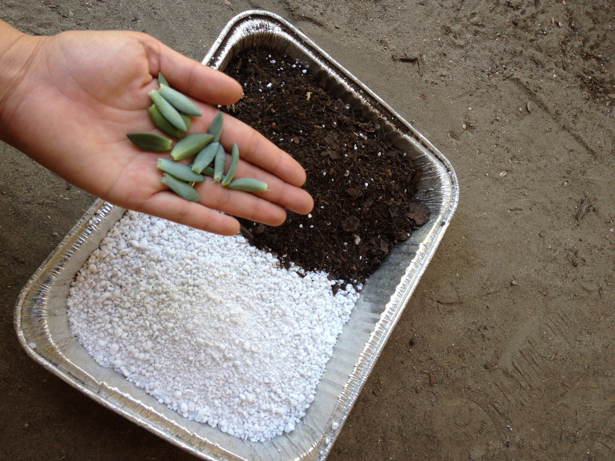 How to propagate from succulent leaf cuttings - B+C Guides