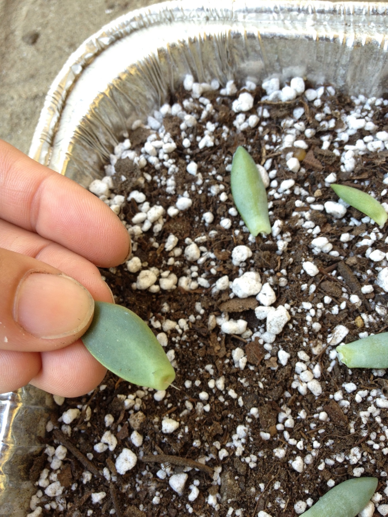 How to propagate from succulent leaf cuttings - B+C Guides