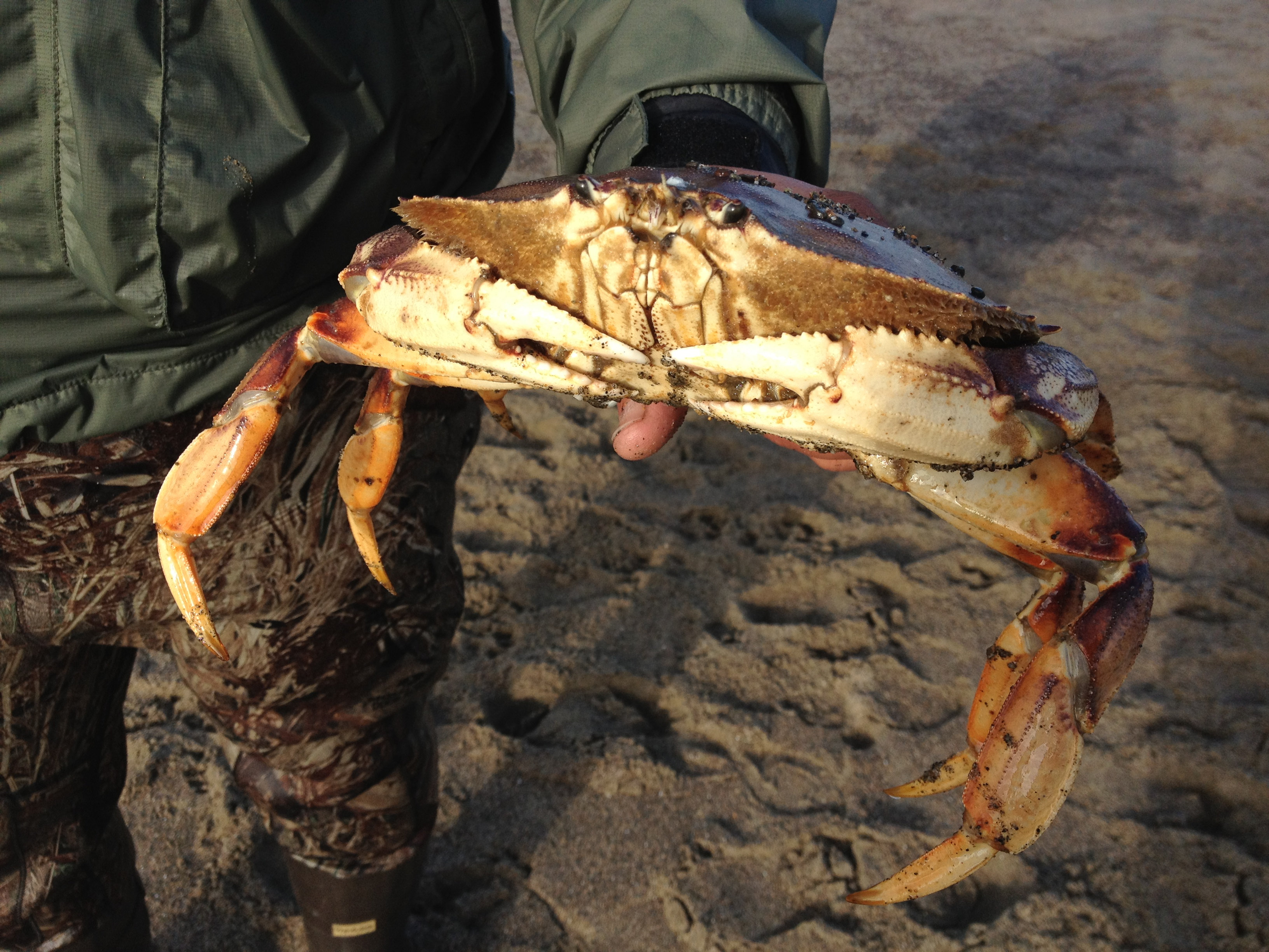 How to catch dungeness crabs - B+C Guides