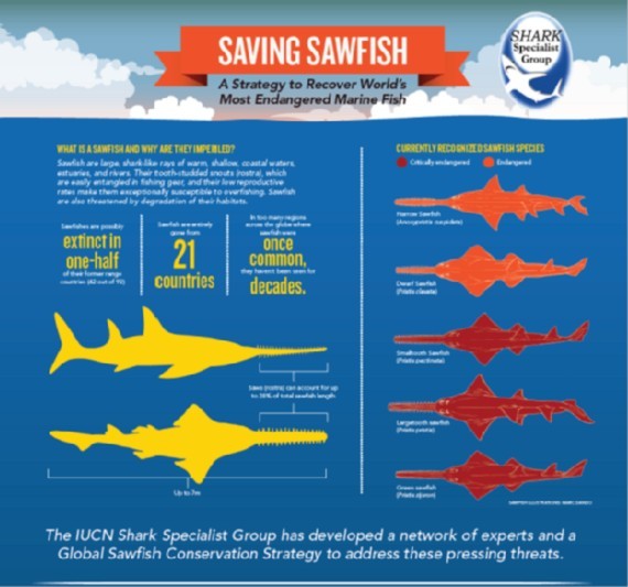 Meet Sawfish A Family of Unique Rays that Need Conservation Attention