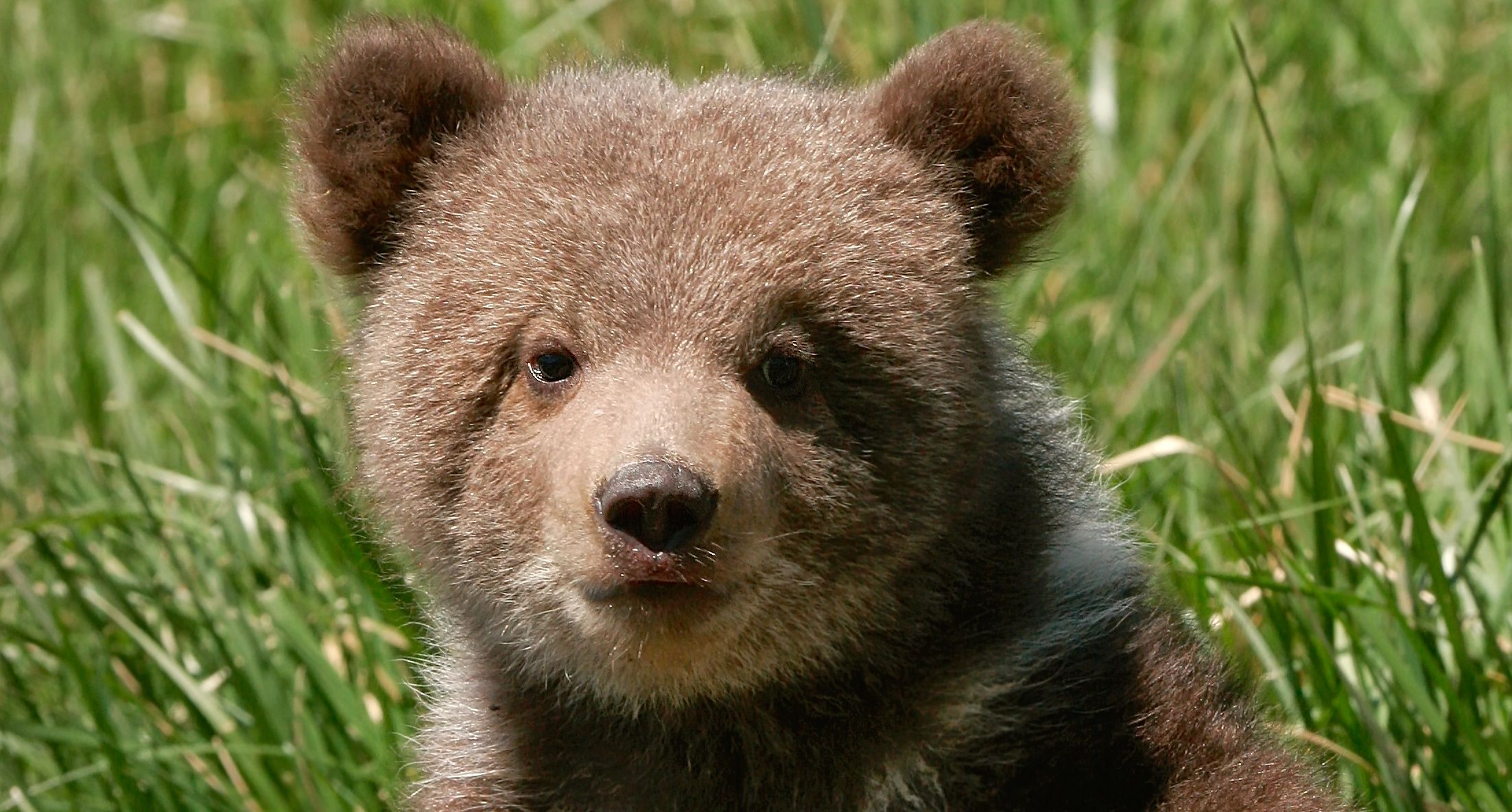 Cub of well-known 'Grizzly 399' killed by hit-and-run driver in