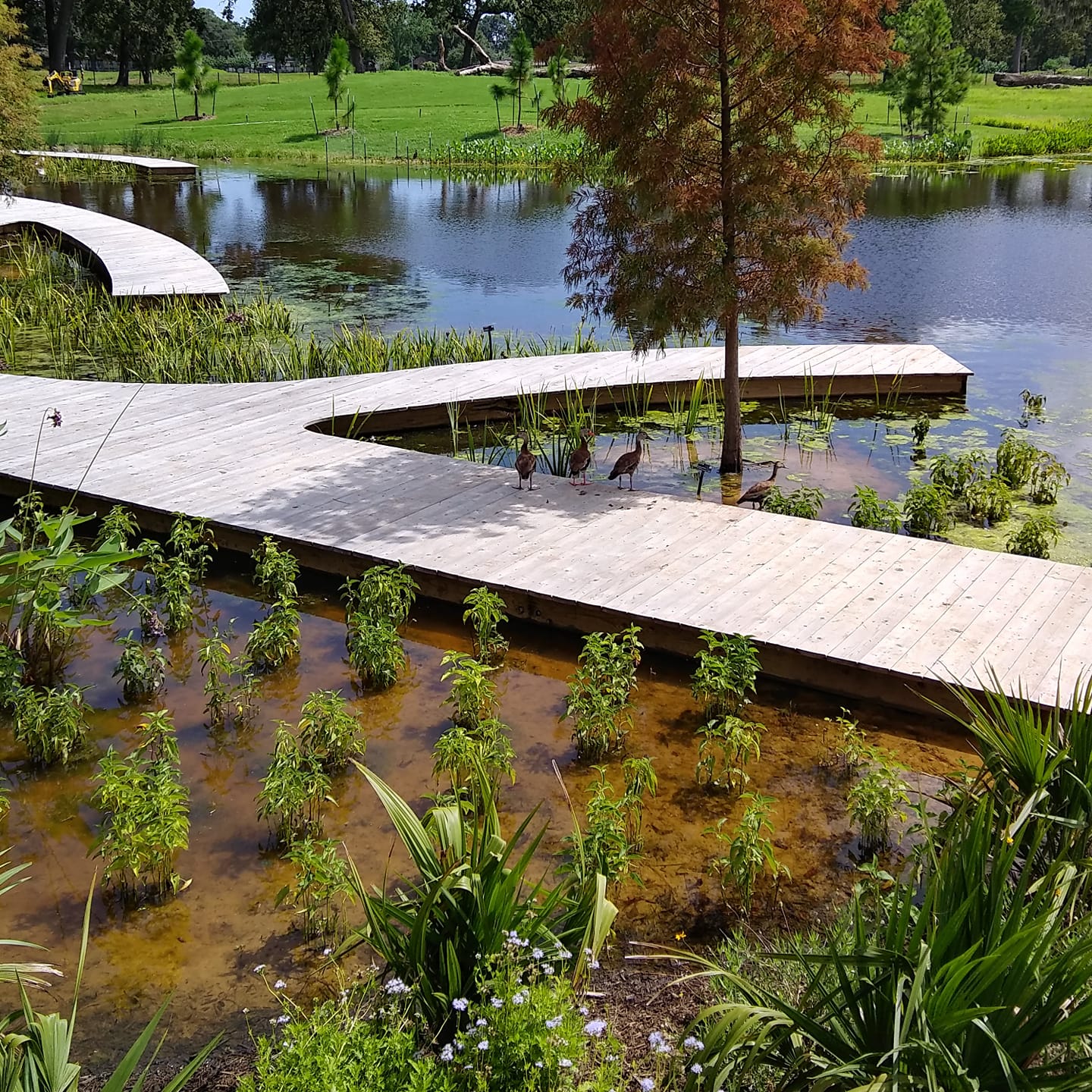 Botanical Garden Houston Texas Fasci Garden