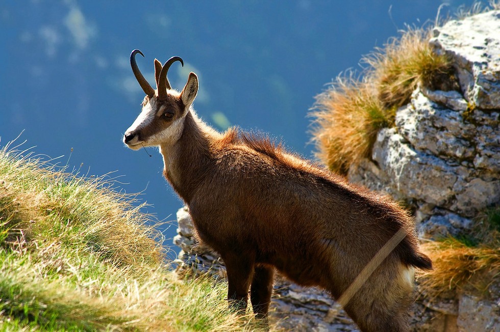 The Best Places To See Unique Wildlife In Europe