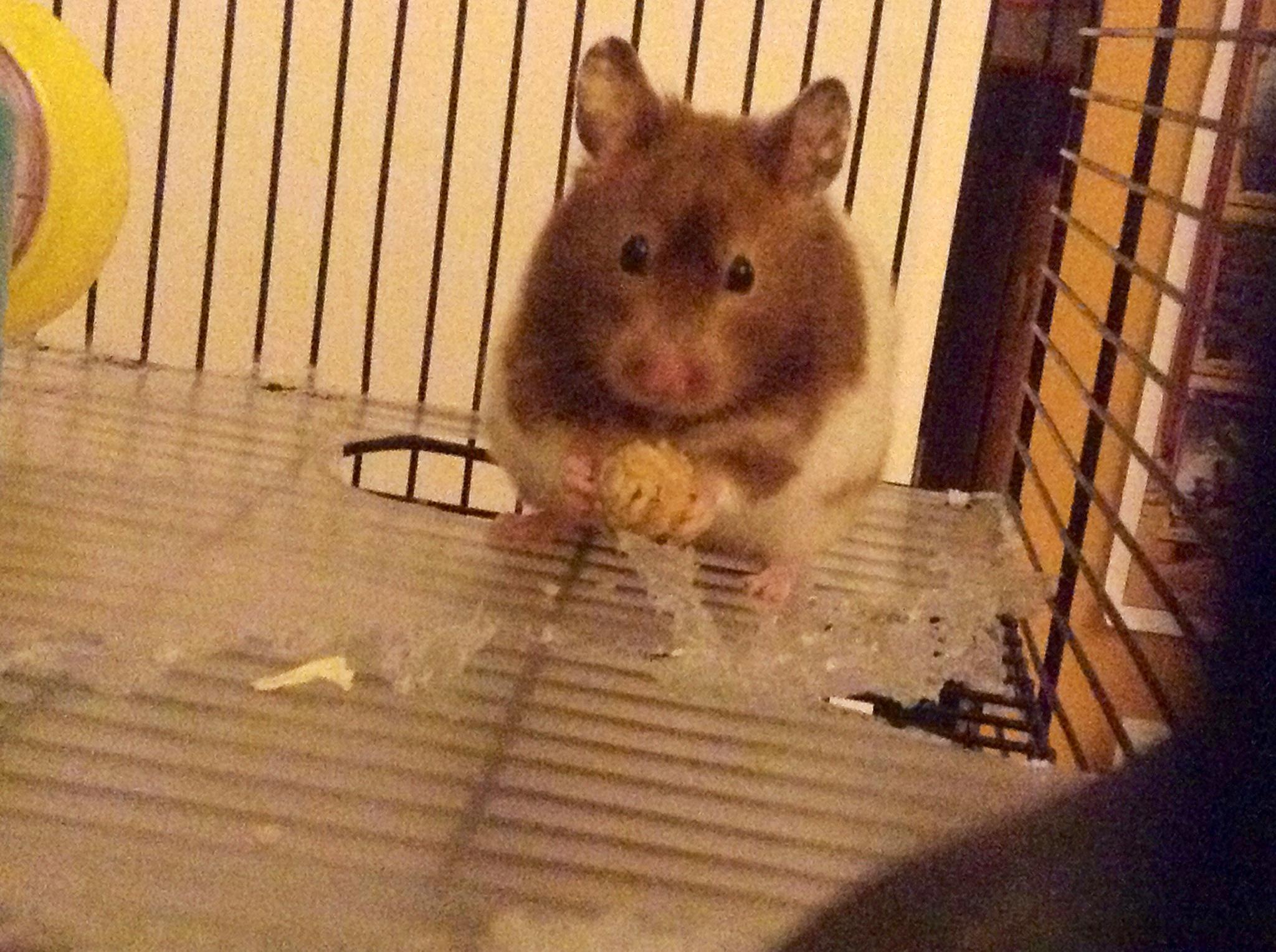 easy hamster treats