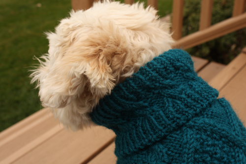 12 Photos of Dogs Wearing Turtlenecks - PAPER