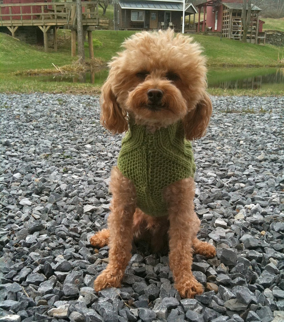 12 Photos of Dogs Wearing Turtlenecks - PAPER