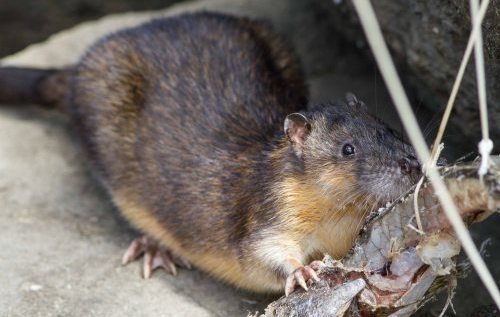 5 Reasons To Adore The Water Rat