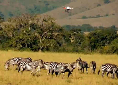 drone for wildlife photography