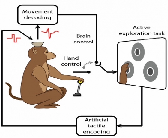 monkey brain ヤックル Monkeys Use Brain Interface to Move and Feel Virtual Objects