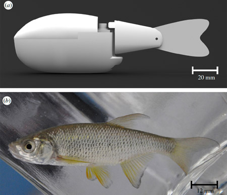 This robotic fish spies on real fish 