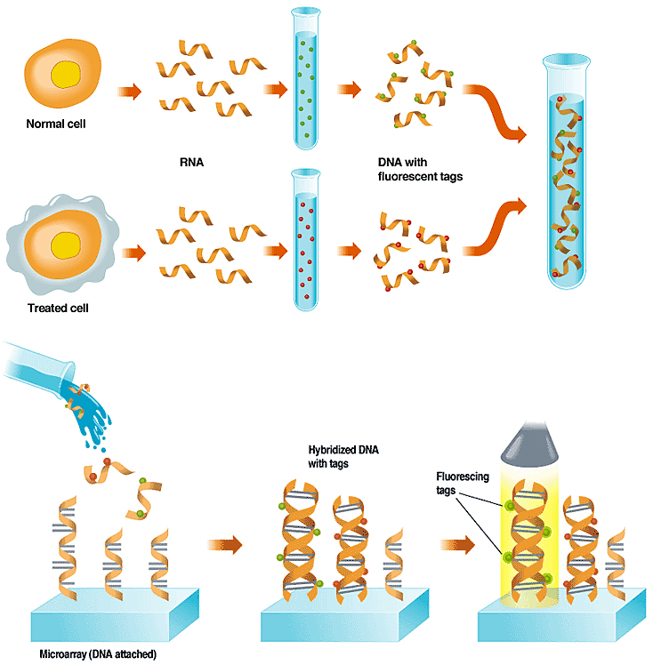 【洋書・専門書】DNA Microarrays A Double-Hybridization Approach for the Transcription- and