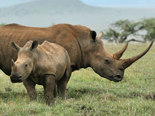 Biotech and 3-D Printing Could Make Rhino Poaching Pointless