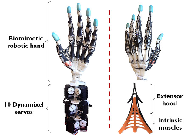 Pornografi Bygger Vidunderlig This Is the Most Amazing Biomimetic Anthropomorphic Robot Hand We've Ever  Seen - IEEE Spectrum
