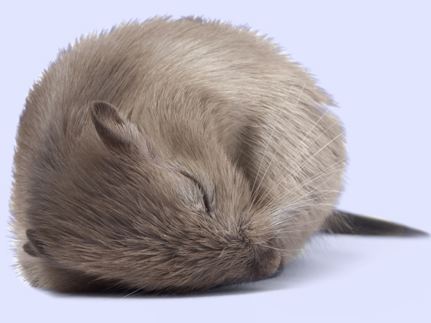 field mouse sleeping