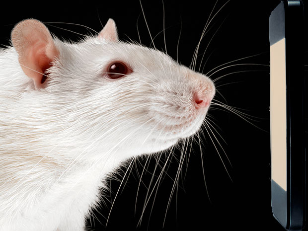 Rat Robot Beats on Live Rats to Make Them Depressed - IEEE Spectrum