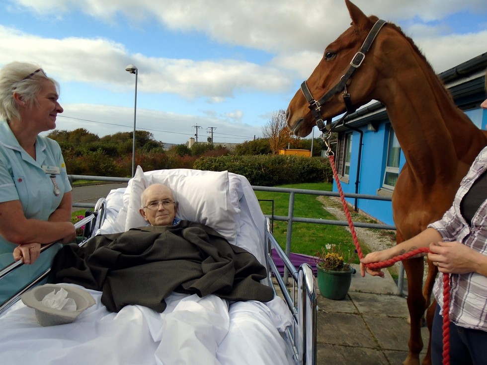 horse visits dying owner in hospital
