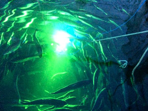 Lice-Hunting Underwater Drone Protects Salmon With Lasers - IEEE