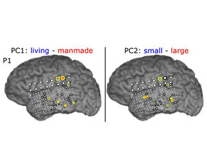 できないことがなくなる技術 Brain Copy Technique できないことがなくなる技術』石川大雅 感想｜なほ｜照らし