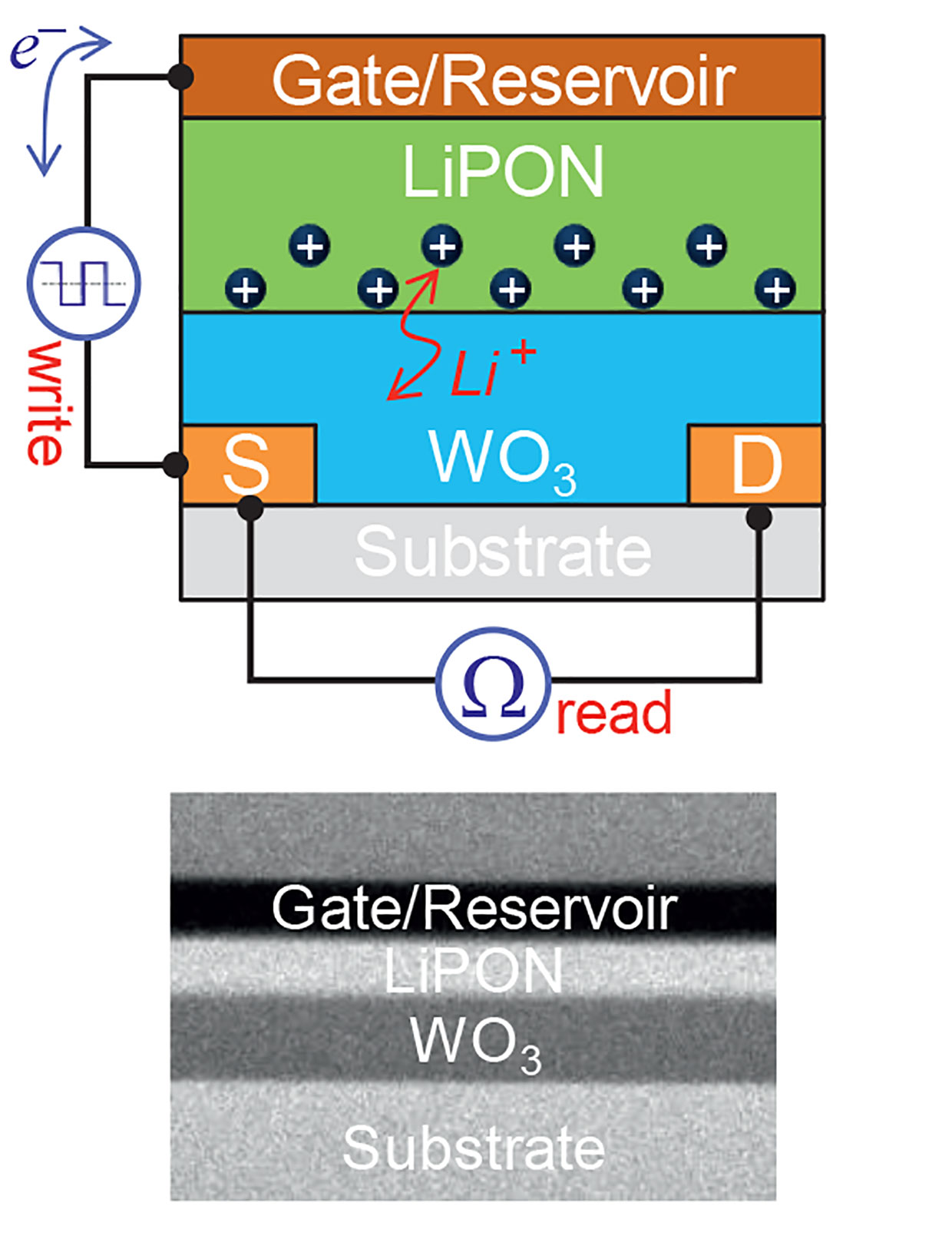 Computing With Chemicals Makes Faster, Leaner AI - IEEE Spectrum