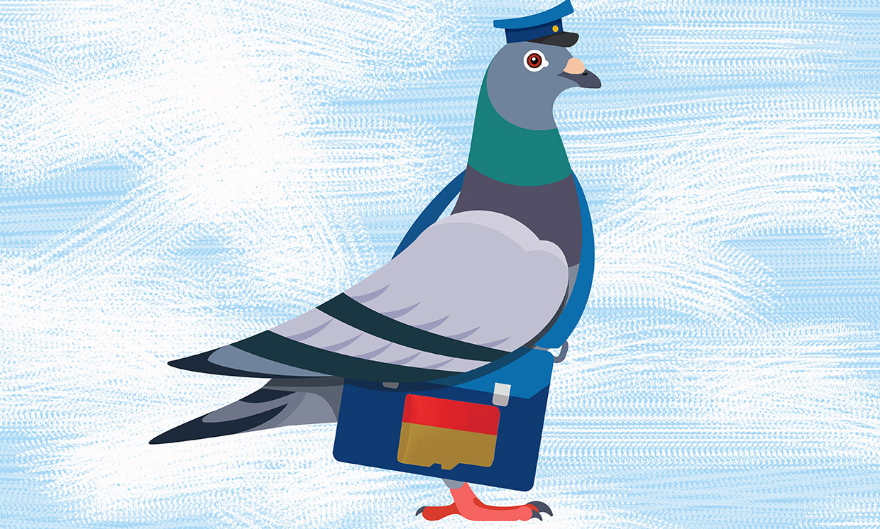 Pigeon-Based 'Feathernet' Still Wings-Down Fastest Way to Transfer Massive  Amounts of Data - IEEE Spectrum