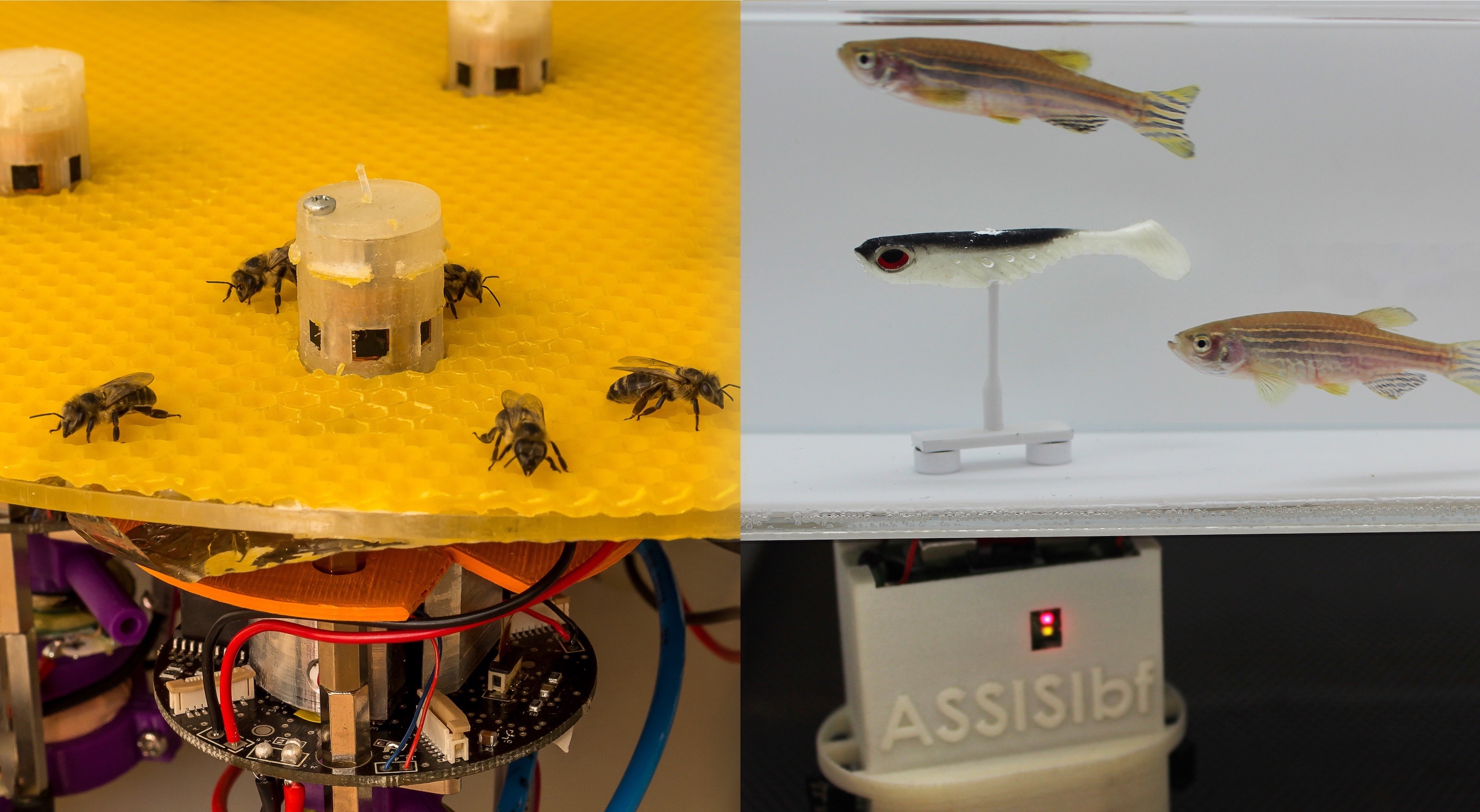 Robots Help Bees Talk to Fish - IEEE Spectrum