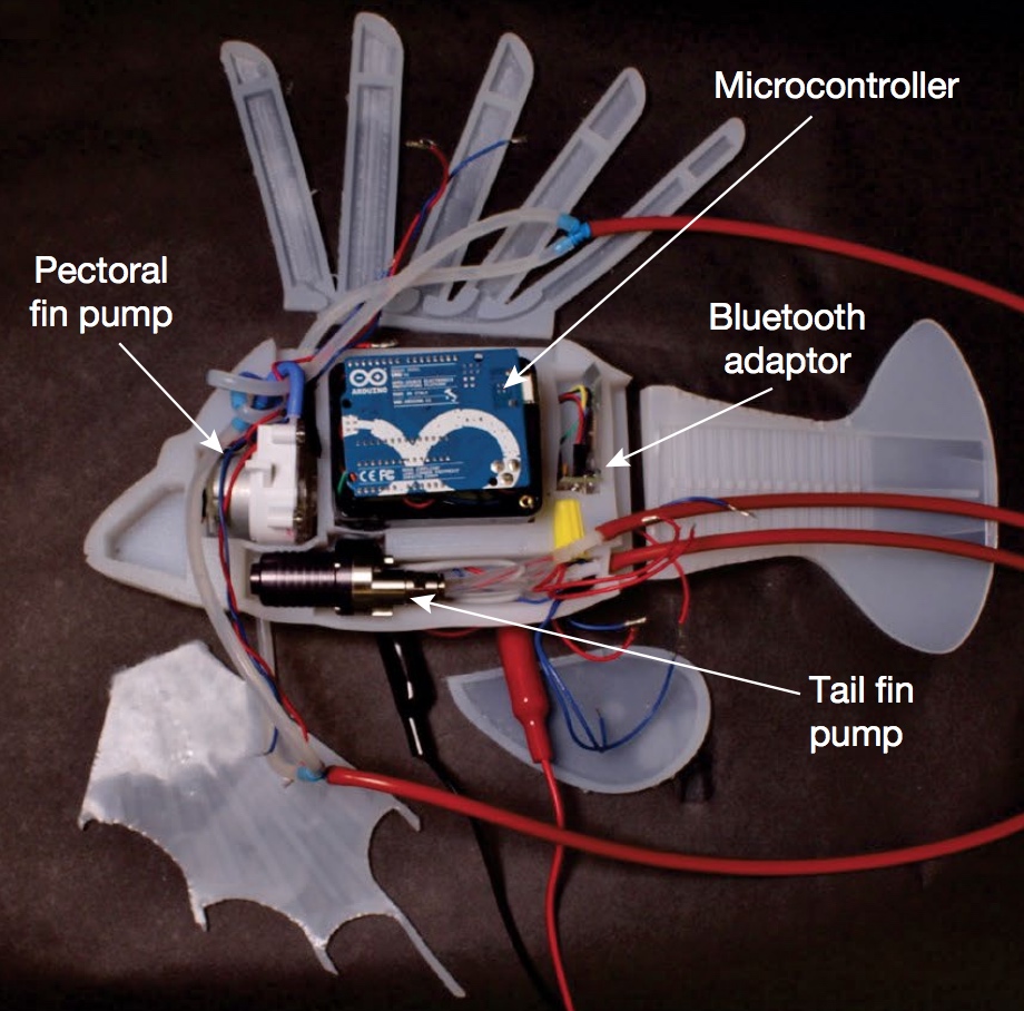 Robot Fish Powered by Synthetic Blood Just Keeps Swimming - IEEE Spectrum