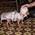 dog fashion show