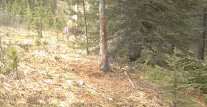 GIFs of the Week: A Flaming Birthday Unicorn + A Day in the Life of a Tree