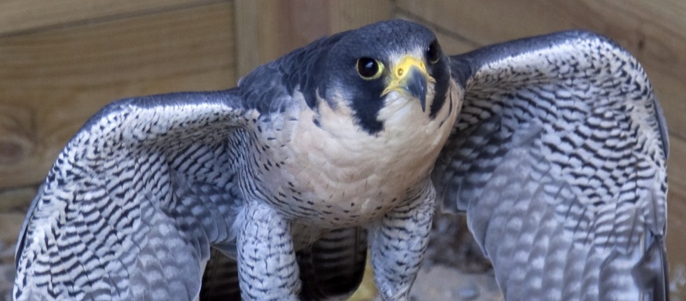 the peregrine falcon is an endangered species both in canada and the united states New jersey's endangered species, the peregrine falcon comments or questions to mariadubois@depstatenjus amazing to see the enthusiasm and eagerness of both students and colleagues to learn synopsis: a young girl discovers a group of baby canadian geese and becomes their caretaker. the peregrine falcon is an endangered species both in canada and the united states New jersey's endangered species, the peregrine falcon comments or questions to mariadubois@depstatenjus amazing to see the enthusiasm and eagerness of both students and colleagues to learn synopsis: a young girl discovers a group of baby canadian geese and becomes their caretaker.