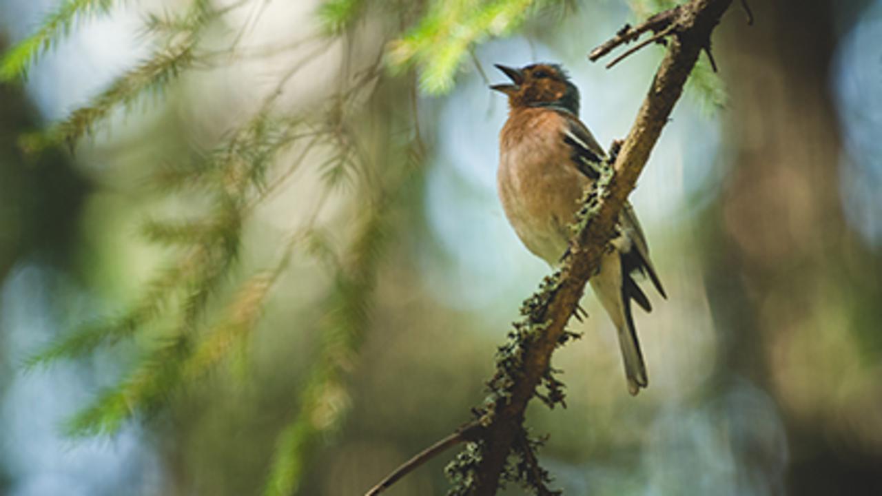 波の音や鳥のさえずりに健康増進効果 Consumer Health News Healthday