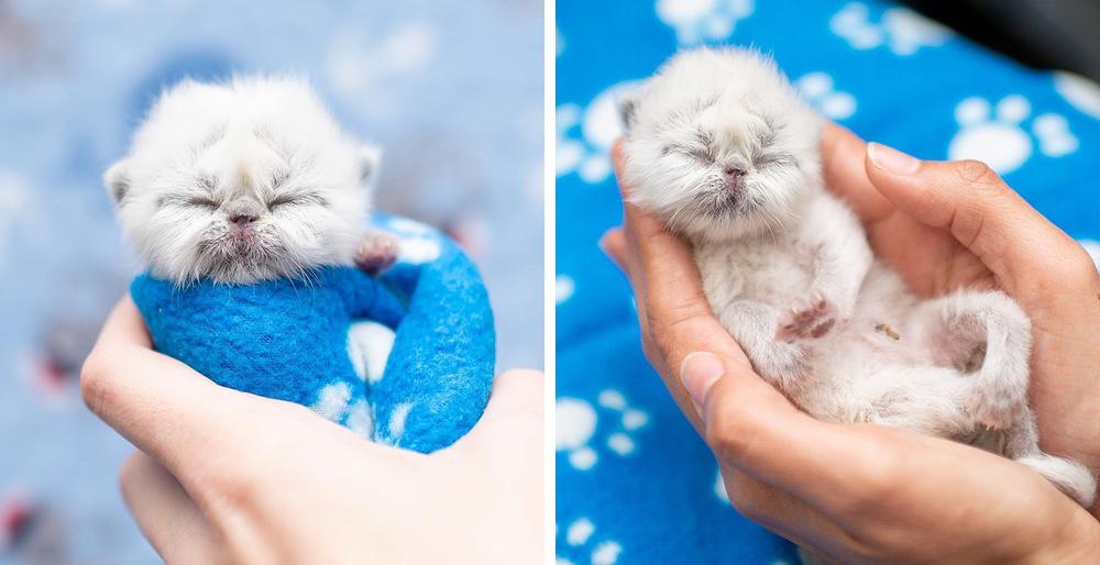 Kitten With Cutest Grandpa Face Determined To Win Everyone Over With His Charm Love Meow