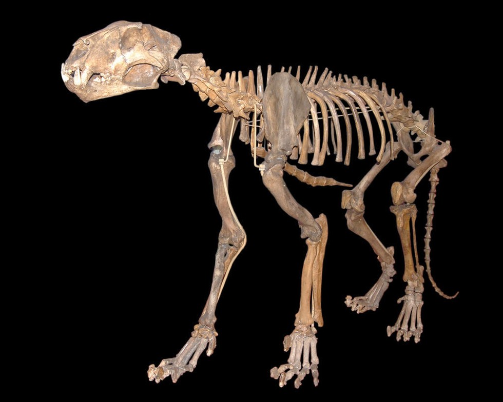 This Is What A 10,000-Year-Old Lion Cub Looks Like