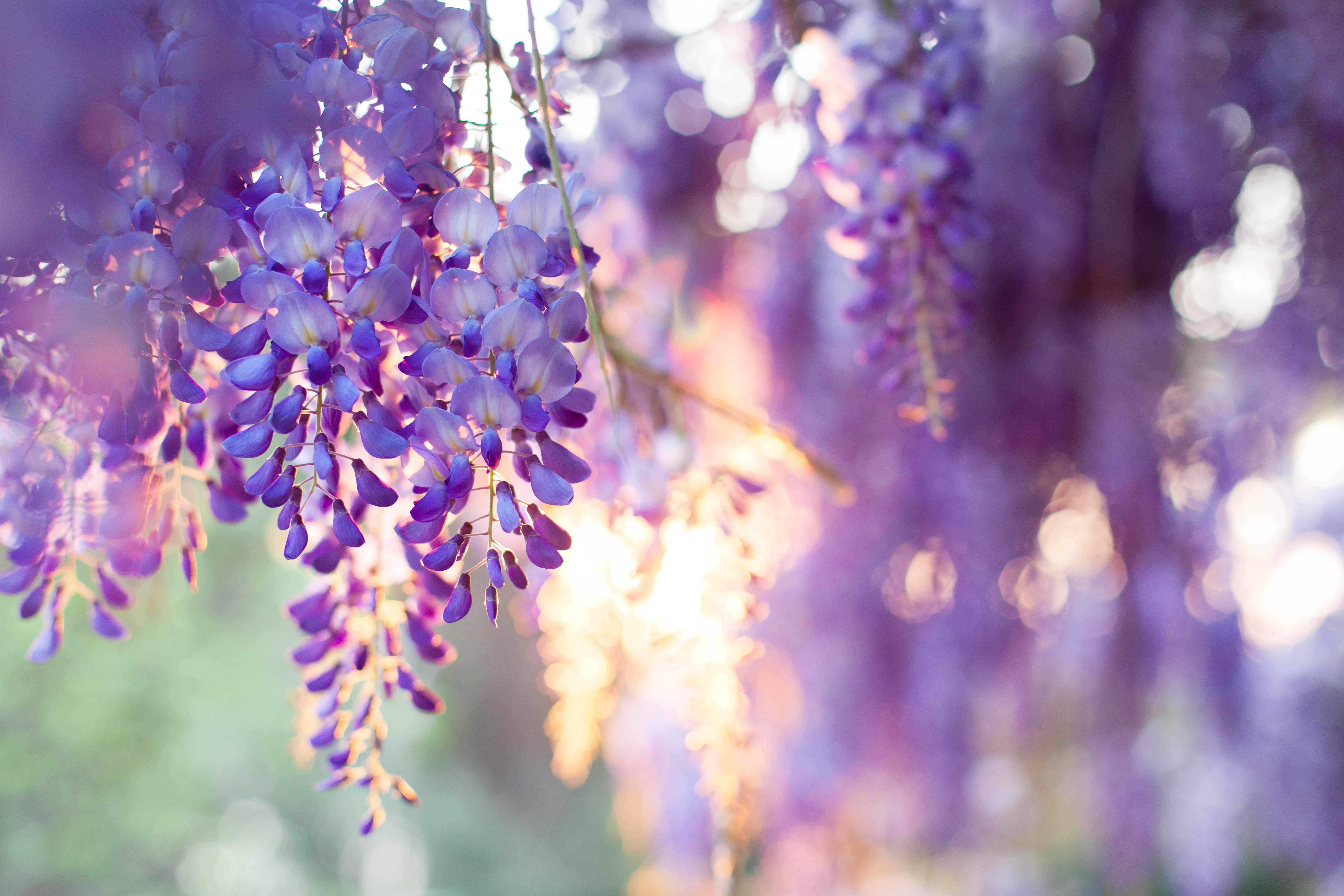 7 wisteria facts you may not know - It's a Southern Thing